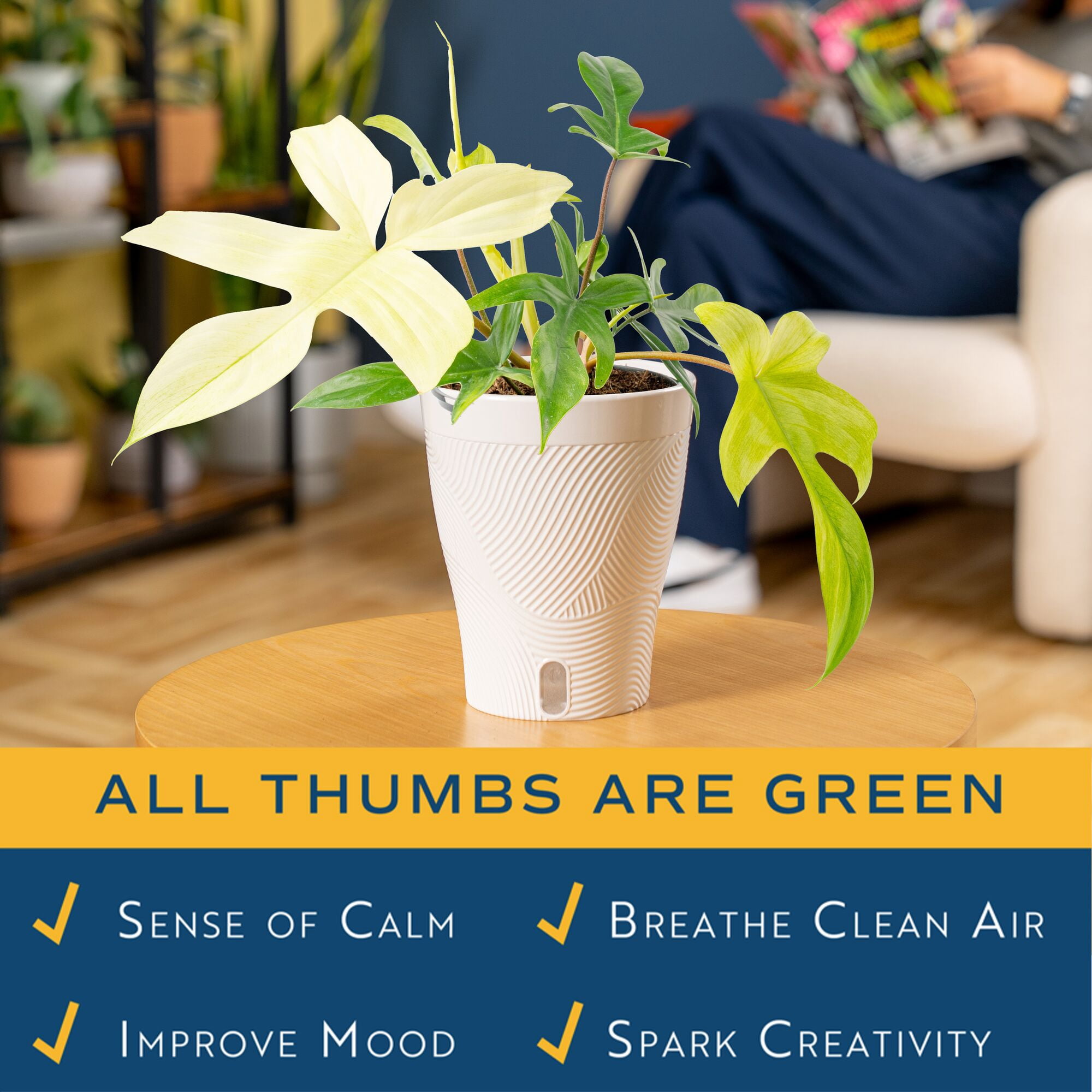 Costa Farms 10" Philodendron Florida Ghost Live House Plants in 5" Self-Watering Pot