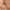 Woodsmoke Excavated Camo, variant on Levi Strauss Signature Men's and Big and Tall Comfort Cargo Shorts