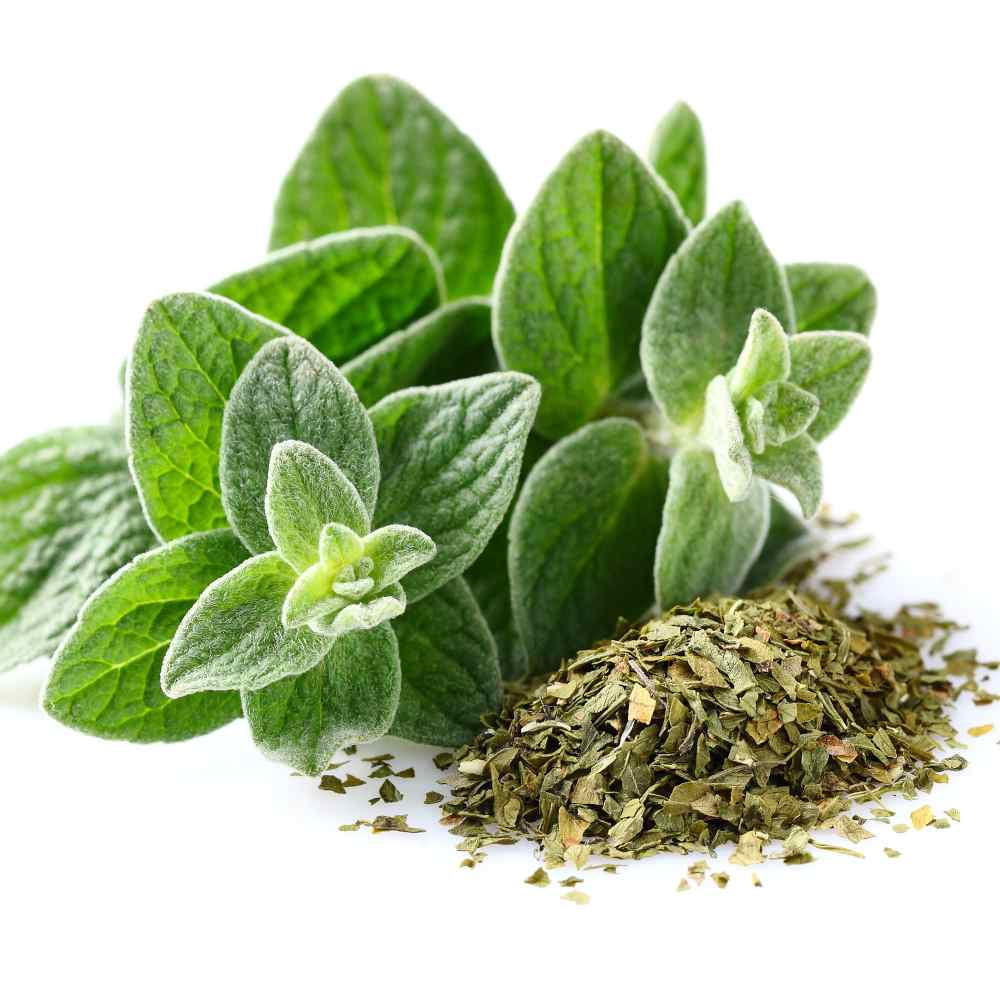 Oregano Seed - Origanum Vulgare Herb Plant Seeds - 1/4 LB