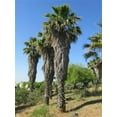 Rare Plant Tree Seeds MMF7 20+ California Fan Palm Seeds (Washingtonia