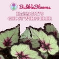 thumbnail image 2 of Harmony's Ghost Whisperer, Begonia Rex, 4 inch Painted-Leaf Winter Begonia, Variegated, 2 of 9