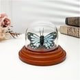 thumbnail image 4 of Plymor 1.875" x 1.875" Mini Glass Display Dome Cloche (Walnut Base), 4 of 4