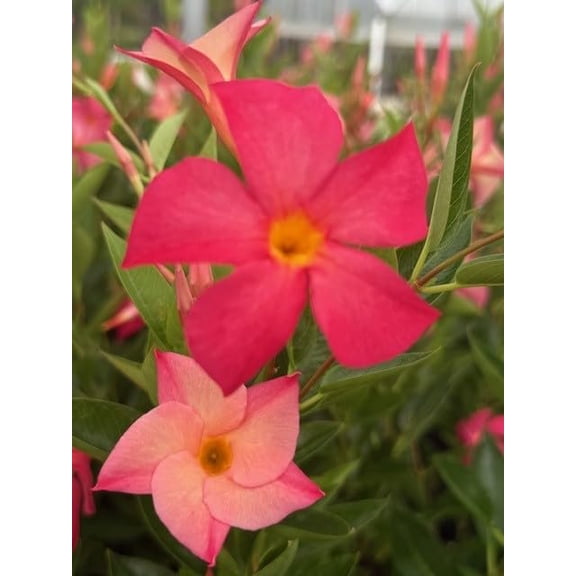 Mandevilla, New! Magic Pink FiredUp, Starter Plants, Lot of 2