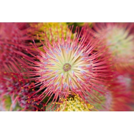 Close-Up Top View Red Pin Cushion Protea Blossom Or Leucospermum Texture Detail Canvas Art - Ron Dahlquist Design Pics (18 x 12)