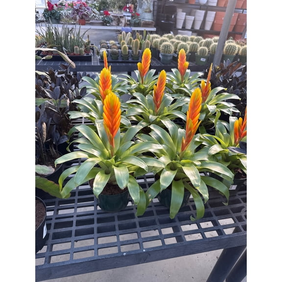 RedCrocus Bromeliad Vriesea Assorted Indoor Plant, Vibrant Foliage, Attracts Pollinators, Pet-Friendly, Easy Care for Decor & Garden 6" Pot