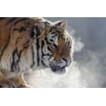 thumbnail image 2 of Zuckerman, Jim 32x23 White Modern Wood Framed Museum Art Print Titled - China, Harbin Siberian tiger portrait, 2 of 4