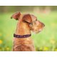 thumbnail image 3 of Collar Nailon Mediano Pets First Azul con Hebilla Desenganche rápido para Perro y Gato de la NHL Col, 3 of 6