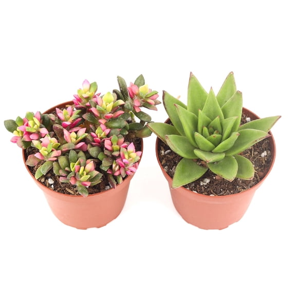 Valentine Succulent Pack 4" - 2 Succulents