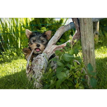 Yorkshire Terrier Dog Picture LAMINATED POSTER Dog Yorkshire Terrier Yorkshire Terrier Puppy Puppy Poster Print 24 x 36 ()