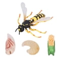 thumbnail image 2 of Wasp Bee Growth Cycle Model, 4 Pcs  Toys Life Cycle Of Bee Early Educational Science Project Toys, 2 of 8