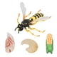 thumbnail image 1 of Modelo de ciclo de crecimiento de abeja avispa figuras de ciclo de crecimiento de abeja avispa detalles finos educativos tempranos coloridos para regalos de niños Amonsee Otros, 1 of 8
