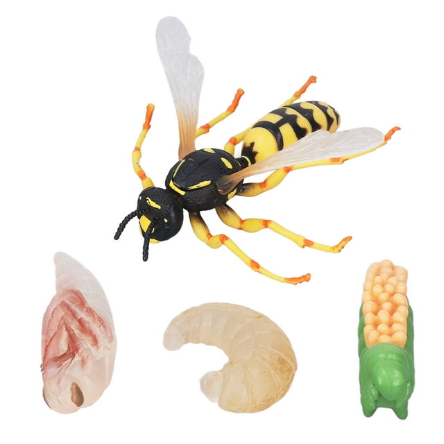 Wasp Bee Growth Cycle Model, Early Educational Colorful Lifelike Wasp Growth Cycle Figures For Kids Gifts