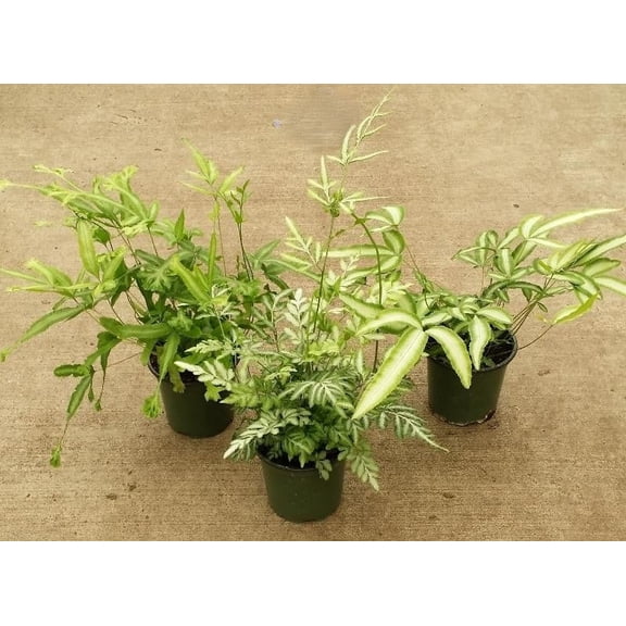 RedCrocus Brake Fern, Assorted Pteris Fern for Shade Gardens & Indoor Decor, Pet-Friendly, High-Humidity, Non-Toxic, Container & Garden Use 6" Pot