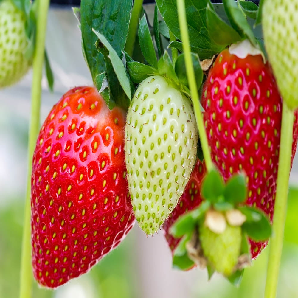 NON GMO, Quinalt Everbearing 100 live Strawberry Plants 