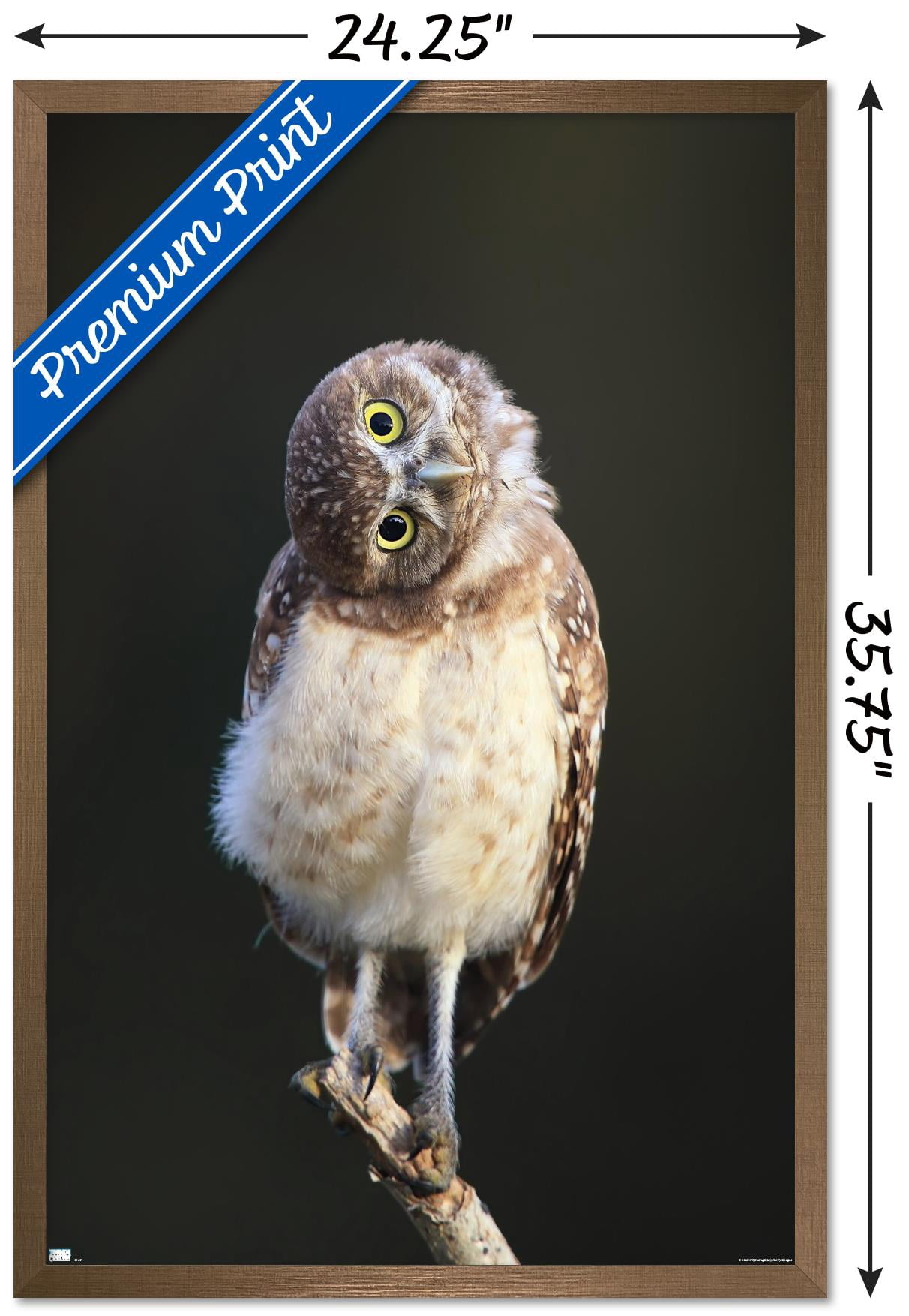 Curious Burrowing Owlet Wall Poster, 22.375" x 34" Framed