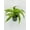 4_DRACAENA_LEMON.LIME, variant on Dracaena Lemon Lime - Live Air-Purifying Indoor Plant in Nursery Pot – Easy Care, Low Maintenance Houseplant for Home & Office Decor, Natural Air Cleaner, Best for Beginners (4"Pot)