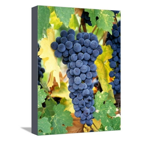 Cabernet Sauvignon Grapes, Napa Valley, California Stretched Canvas Print Wall Art By Karen (Best 2019 Napa Valley Cabernet Sauvignon)