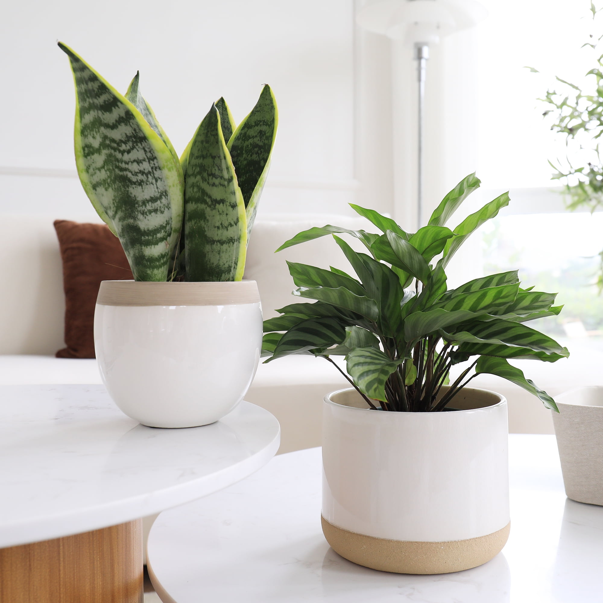 Ceramic or Plastic? How To Choose the Right Plant Pot – LA JOLIE MUSE