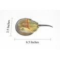 thumbnail image 2 of Horseshoe Crab Toy, Arthropods, Ocean, Museum Quality Rubber Figure, Model, Educational, Animal, Hand Painted, Figurines 6. 5" CH102 BB88, 2 of 7