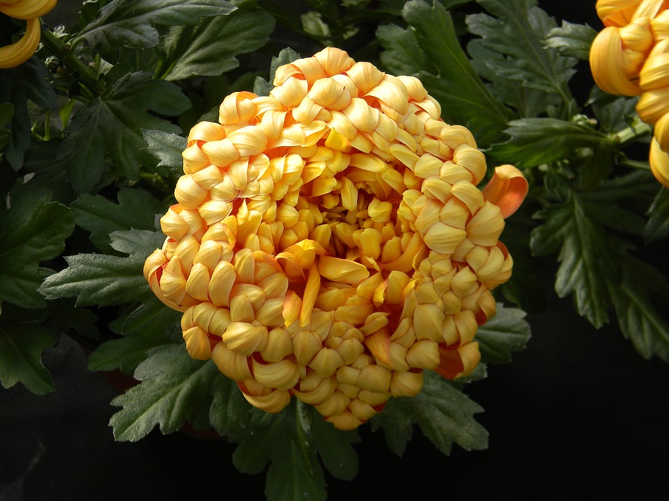 Petal Plant Chrysanthemum Flower Single Bloom20 Inch By 30 Inch