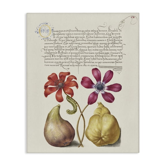 Stupell Industries Transitional Vintage Nature Page Canvas Art, 16 x 20, by Grace Popp