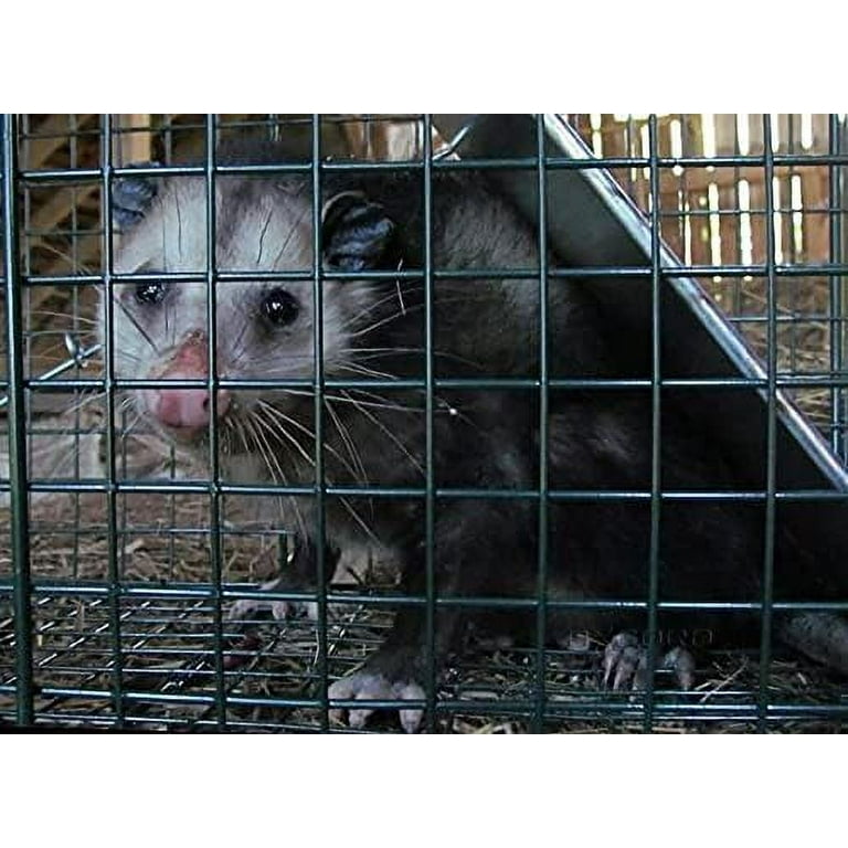 Raccoon Traps Home Depot