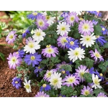 Anemone Flower Bulbs for Planting (3) - Easy to Grow Corms, Beautiful Mixed Color Windflower Blooms by Greenhouse PCA