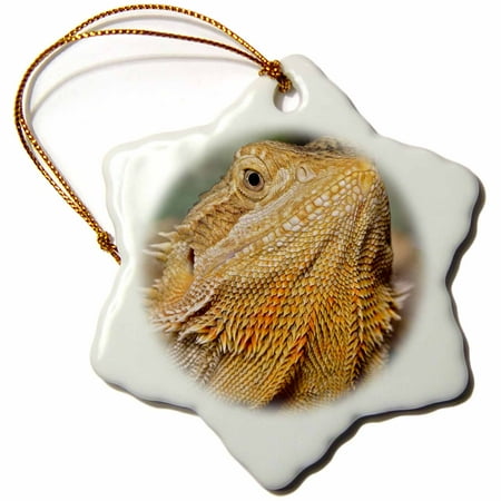 Sleeping Dragon Garden Ornament 3dRose Bearded Dragon, Pogona vitticeps, lizard, reptile - NA02 AJE0367 - Adam Jones, Snowflake Ornament, Porcelain, 3-inch ()