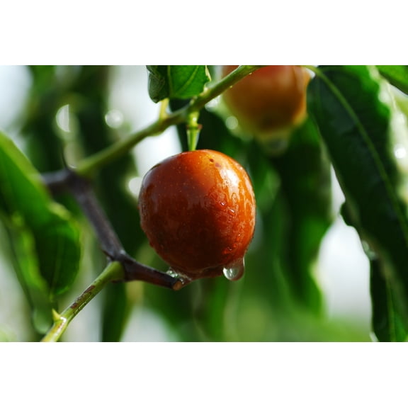 Tropical SEEDS - Ber Tree 10 Seeds - Jujube - Small Evergreen -  Container or standard - Ziziphus mauritiana -Zizyphus