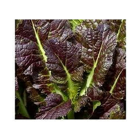 Mustard Red Giant Great Heirloom Vegetable By Seed Kingdom 30,000 Seeds