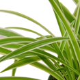 thumbnail image 7 of Spider Plant Reverse, 7 of 7