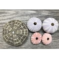 thumbnail image 2 of Sea Urchin Collection | 5 Assorted Sea Urchins, 2 of 5
