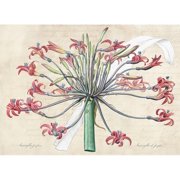 Dellal, Remy 14x11 Black Modern Framed Museum Art Print Titled - Josephines lily- After Redoute
