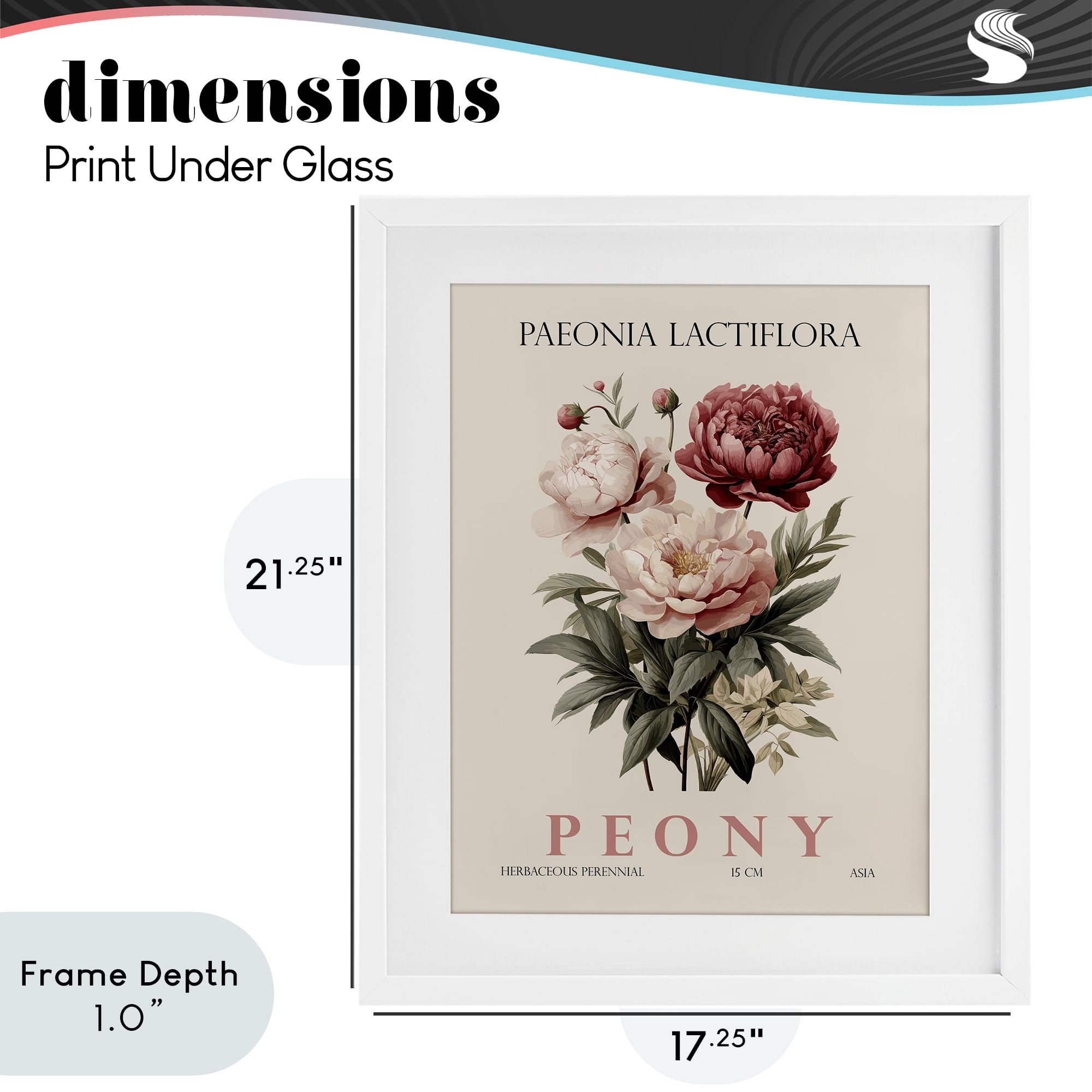 Stupell Industries Natural Peony Bundle White Framed Print Under Glass, design by Christopher Giampietro