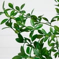thumbnail image 2 of Nearly Natural 5ft. Artificial Shady Lady Black Olive Tree, 2 of 6