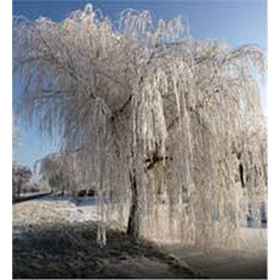 5 White Willow Seeds