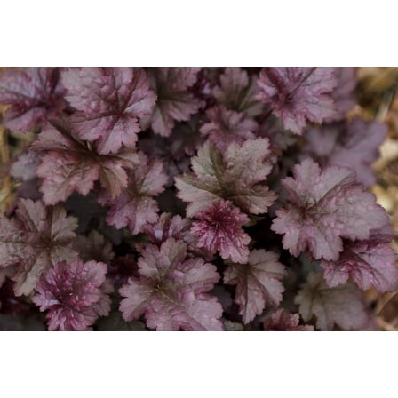 2 Plum Pudding Heuchera/ Coral Bells in 4 Inch Pot--Great for Spring planting!