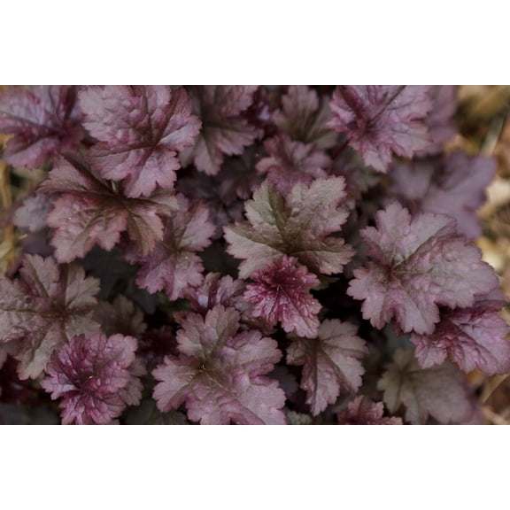 2 Plum Pudding Heuchera/ Coral Bells in 4 Inch Pot--Great for Spring planting!