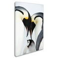 thumbnail image 3 of Trademark Fine Art Robert Harding Picture Library Baby Penguin Canvas Wall Art - 22x32, 3 of 4