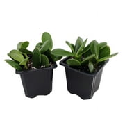 Jade Plant - Crassula ovuta - Easy to Grow - 2 Plants - 3" Pots