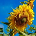 thumbnail image 3 of 20 pcs sunflower seeds giant sunflower rare flower seeds for home garden planting sunflower seed birds, 3 of 5