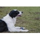 thumbnail image 5 of Pelota para Perros Chuckit! Ultra Squeaker, 5 of 20