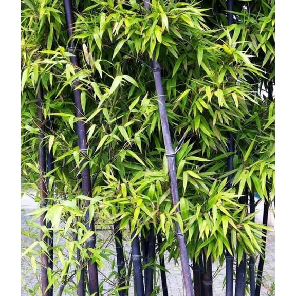 25 Purple Bamboo Seeds – Fast-Growing Ornamental Bamboo for Privacy Screens & Exotic Landscaping – Outdoor Garden & Large Pots