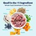 thumbnail image 4 of Solid Gold Sensitive Stomach Dry Cat Food - Made with Real Quail and Pumpkin - Winged Tiger Grain Free Cat Food for Adult and Senior Cats - Promotes Gut Health and Immune Support - 6 lb, 4 of 11