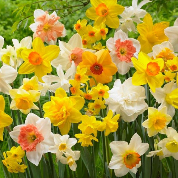 Double Daffodil Mix 10 Bulbs, Perennial Spring Flower, Narissus Bulb for Outdoor Garden