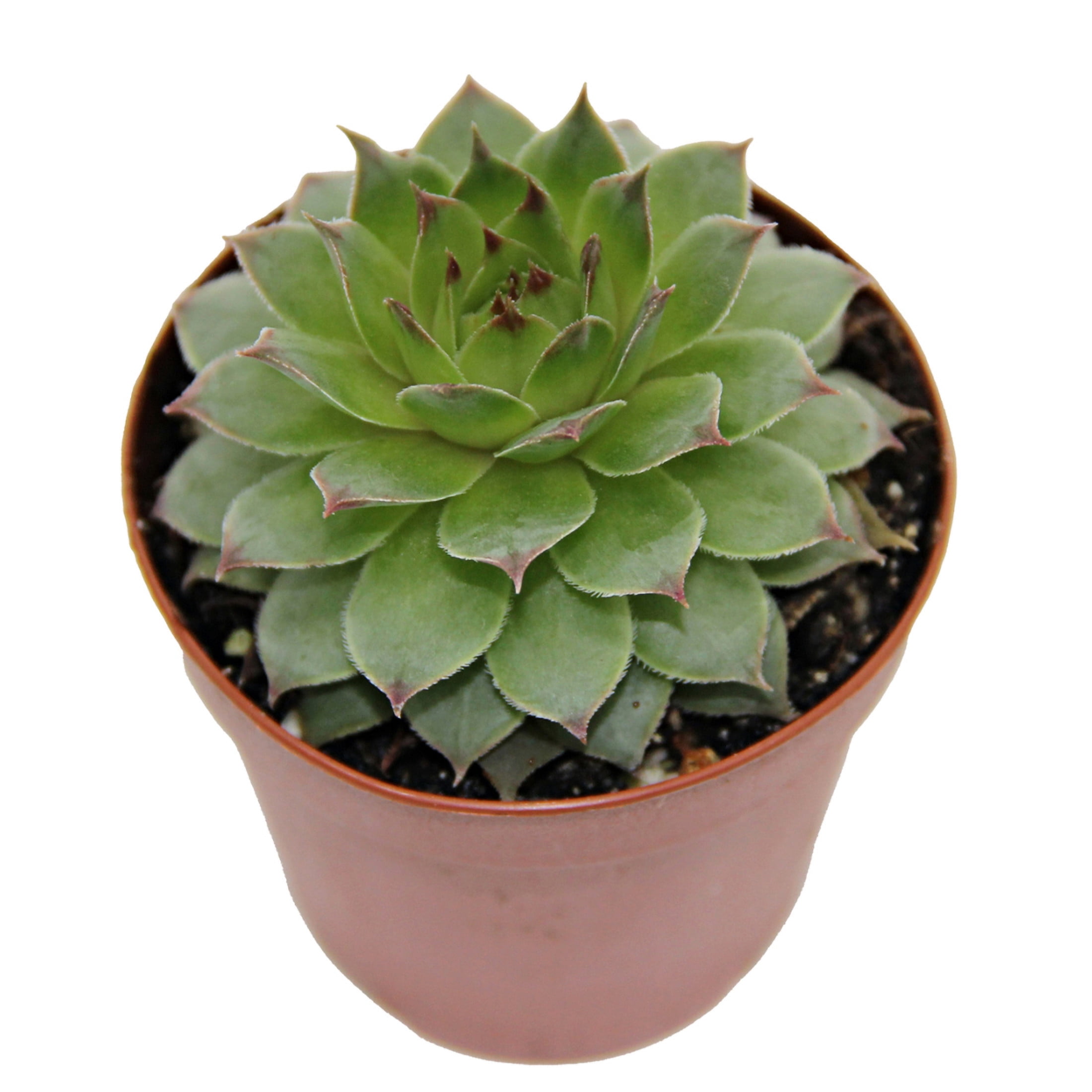 ReptiCulture Assorted Sempervivum - Desert 2" Pot 3 pk