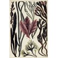 thumbnail image 2 of Unknown 13x18 White Modern Wood Framed Museum Art Print Titled - Coral And Seaweed Montage II, 2 of 4