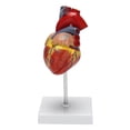 thumbnail image 2 of Modelo de corazón humano LIUXGMXG anatómico preciso Esqueleto humano de tamaño natural, 2 of 5