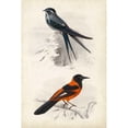 thumbnail image 3 of D Orbigny, M. Charles 17x24 Black Modern Framed Museum Art Print Titled - DOrbigny Birds VII, 3 of 5