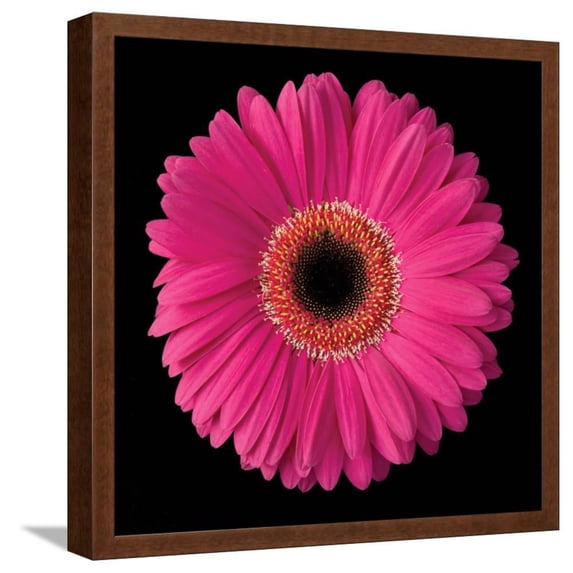Pink Gerbera Daisy, Botanical Framed Art Print Wall Art by Jim Christensen Sold by Art.Com